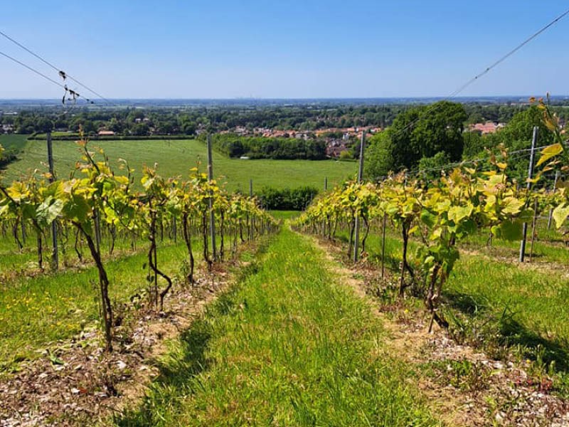 Little wold outlet vineyard